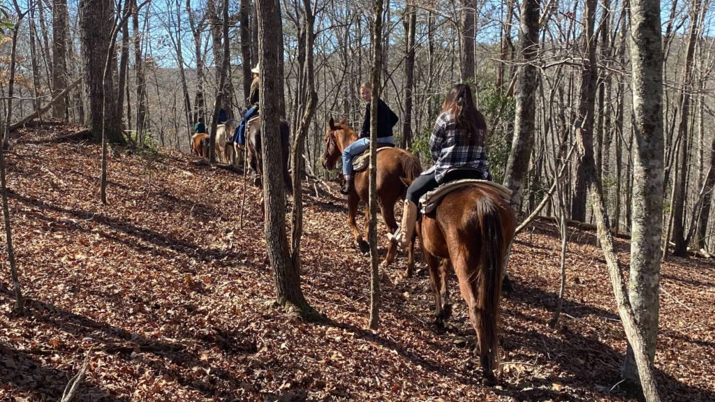 Hikers Are Debating Over Horse Manure. Should Riders Clean Up?